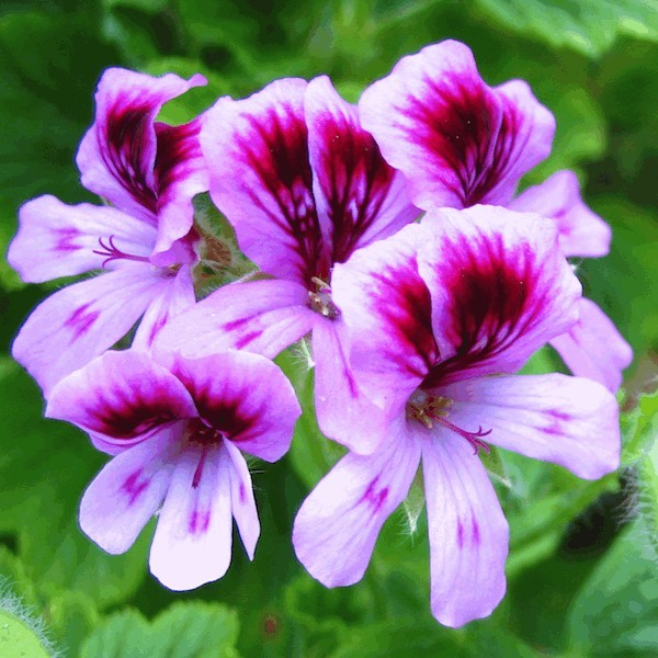 Pelargonijų eterinis aliejus Pelargonijų eterinis aliejus