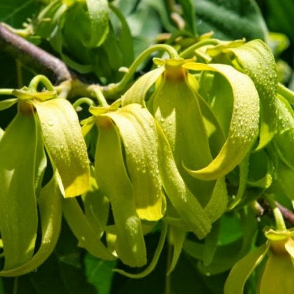 Ylang ylang eterinis aliejus Ylang ylang eterinis aliejus