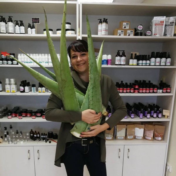 Alavijų lapai Alavijų lapai